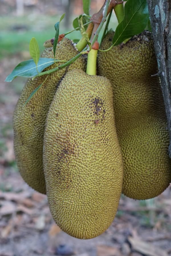Jackfruit